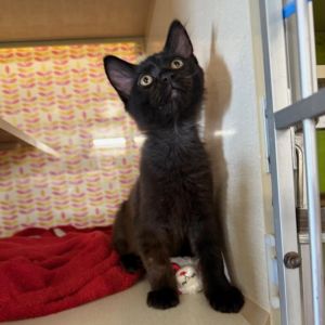 *SUNSHINE, Baby Male Domestic Short Hair