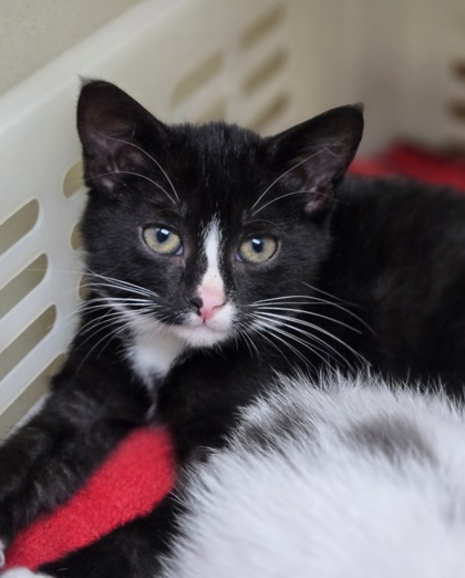 84446a Candy- Petco West Ashley