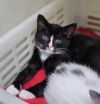 84446a Candy- Petco West Ashley photo 2