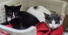 84446a Candy- Petco West Ashley photo 3