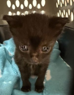 Flag 570-25 Domestic Short Hair Cat