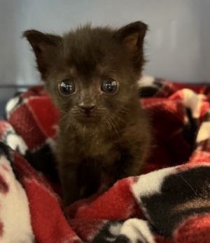 I am new to the adoption floor and staff is still trying to learn about me Stay tuned
