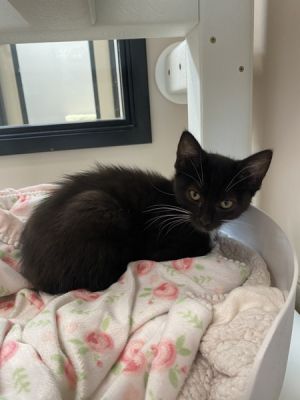 Hey Im Dollar Im a 4-month-old black and white fluff ball with soft spiky fu