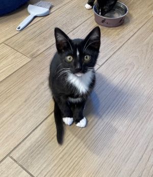 Hi Im Astro Im a 3-month-old tuxedo kitten already dressed to impress and r