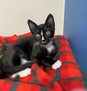 Hello Im Cosmo With my sharp tuxedo coat and piercing eyes Im the definition
