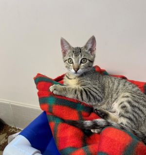 Hi Im Poppy Im a 3-month-old domestic shorthair with soft grey fur dark tabb