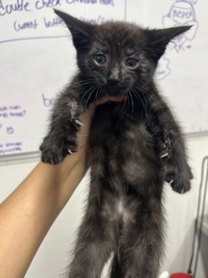 Gecko, Baby Male Domestic Short Hair