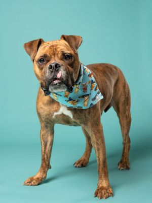 Bishop Mixed Breed Dog