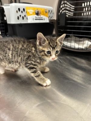 Najma, Baby Male Domestic Short Hair