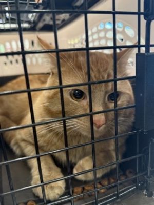 Goldie, Adult Male Domestic Short Hair