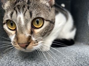 Salsa, Adult Male Domestic Short Hair