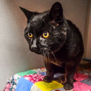 Amna, Senior Female Domestic Short Hair