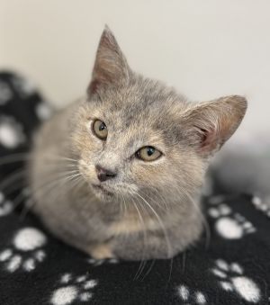 Lovebug, Baby Female Domestic Short Hair