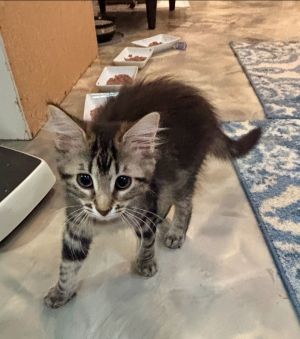 Meuse, Baby Female Domestic Medium Hair