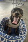 Dug photo 6
