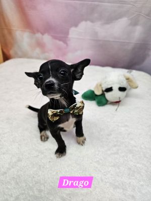 Drago Chihuahua Dog