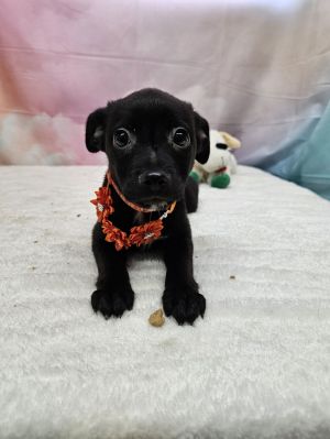 Taffeta Dachshund Dog