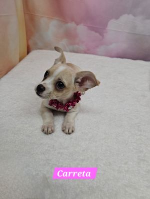Carreta Chihuahua Dog