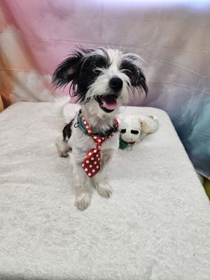 Bayou Havanese Dog