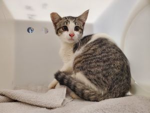 Working Cat - Calabash, Baby Female Domestic Short Hair