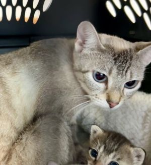 Tinkerbell, Young Female Domestic Short Hair