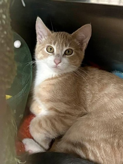 Gato, an adoptable Domestic Short Hair in Rhinelander, WI, 54501 | Photo Image 1