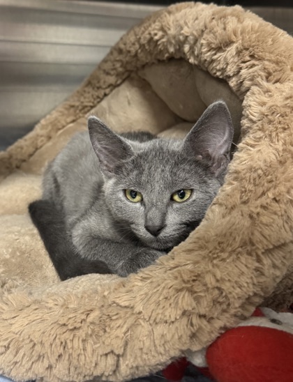Mariposa, an adoptable Domestic Short Hair in Rhinelander, WI, 54501 | Photo Image 1