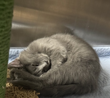 Gata, an adoptable Domestic Short Hair in Rhinelander, WI, 54501 | Photo Image 1