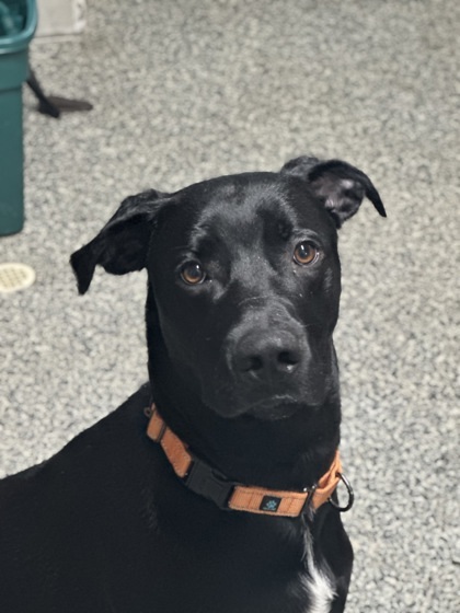 Phantom, an adoptable Husky, Mixed Breed in Rhinelander, WI, 54501 | Photo Image 1