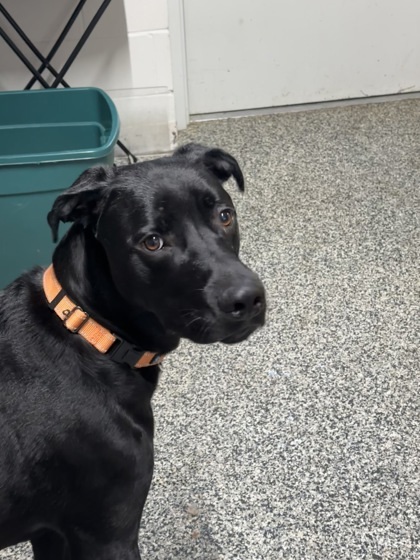 Phantom, an adoptable Husky, Mixed Breed in Rhinelander, WI, 54501 | Photo Image 2