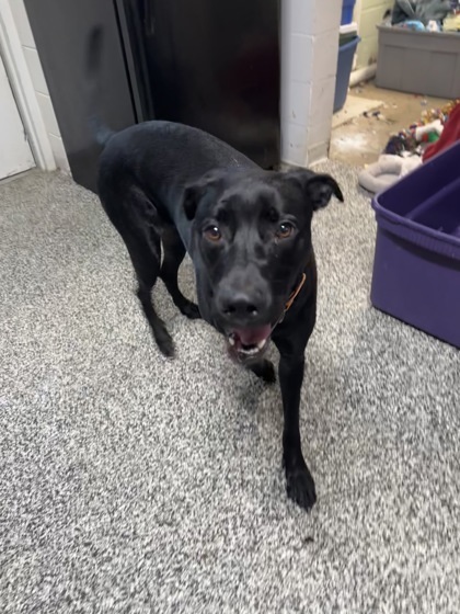 Phantom, an adoptable Husky, Mixed Breed in Rhinelander, WI, 54501 | Photo Image 3