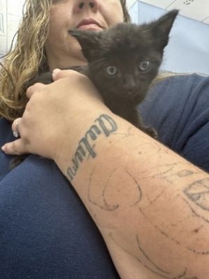 Prince Papa [Foster], Baby Male Domestic Short Hair