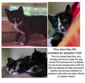 Thor [Foster], Baby Male Domestic Short Hair