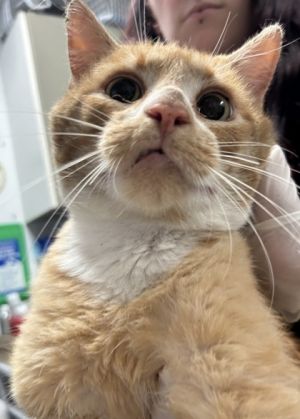 Bobo, Adult Male Domestic Short Hair