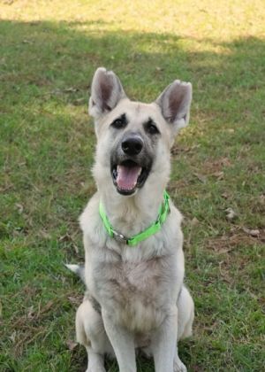 Meet Fenrir an endearing 5-6-year-old mixed German Shepherd She is a charming girl who would enjoy 
