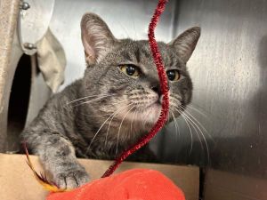 Chase Domestic Short Hair Cat