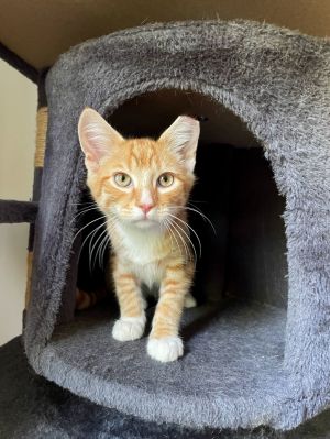 Aedion, Young Male Domestic Short Hair