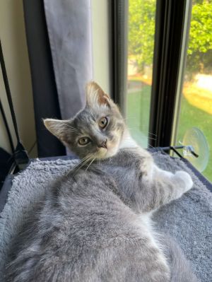Lorcan, Young Male Domestic Short Hair