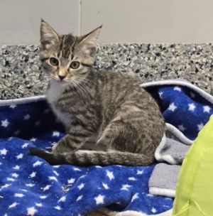 Harley Quinn, Baby Female Domestic Short Hair