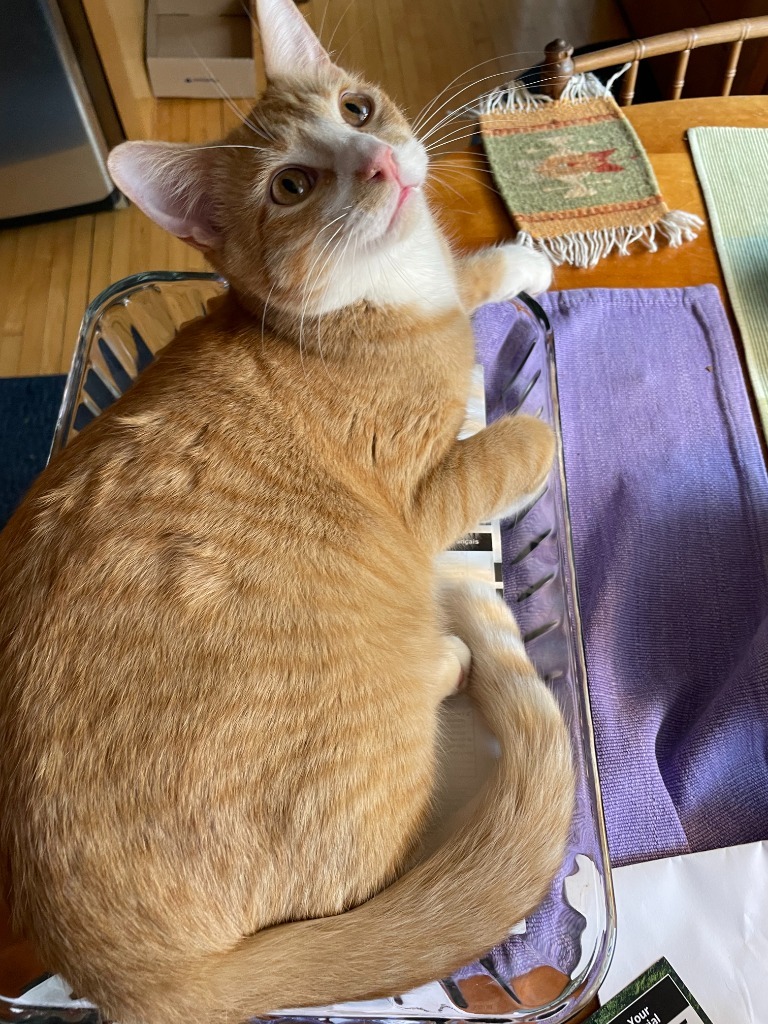 Peanut Butter / Scooter Magoo