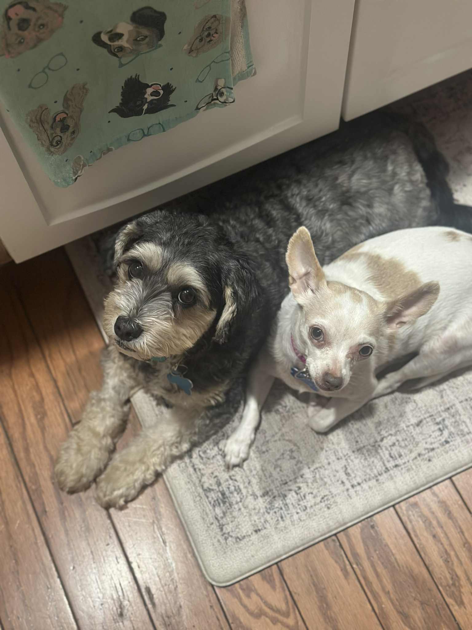 Lilo