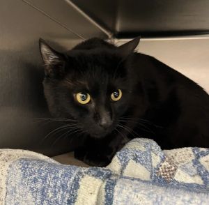Midnight (mcas), Adult Male Domestic Short Hair