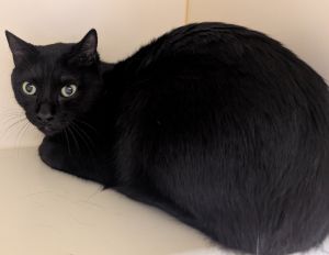 Maxinator, Adult Male Domestic Short Hair