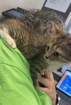 Hops, Baby Female Domestic Short Hair