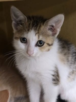 Bibbles, Baby Female Domestic Short Hair