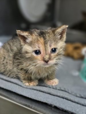Pasha, Baby Female Domestic Short Hair