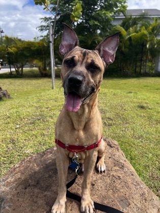 Pup-Pup, an adoptable Black Mouth Cur, Mixed Breed in Honolulu, HI, 96826 | Photo Image 1