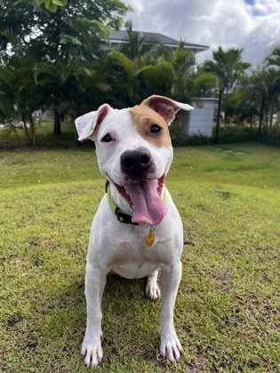 Pikake, an adoptable Pit Bull Terrier, Mixed Breed in Honolulu, HI, 96826 | Photo Image 1