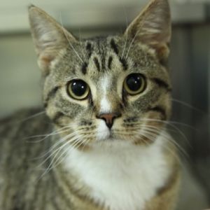 Confetti, Young Male Domestic Short Hair
