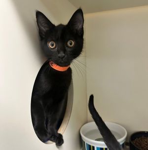 Primary Color Black Weight 35lbs Age 0yrs 3mths 1wks Animal has been Spayed